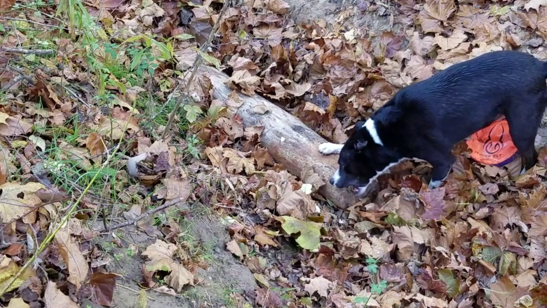 20161113_094631.mp4